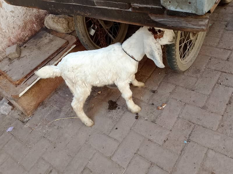 bakra bacha 0