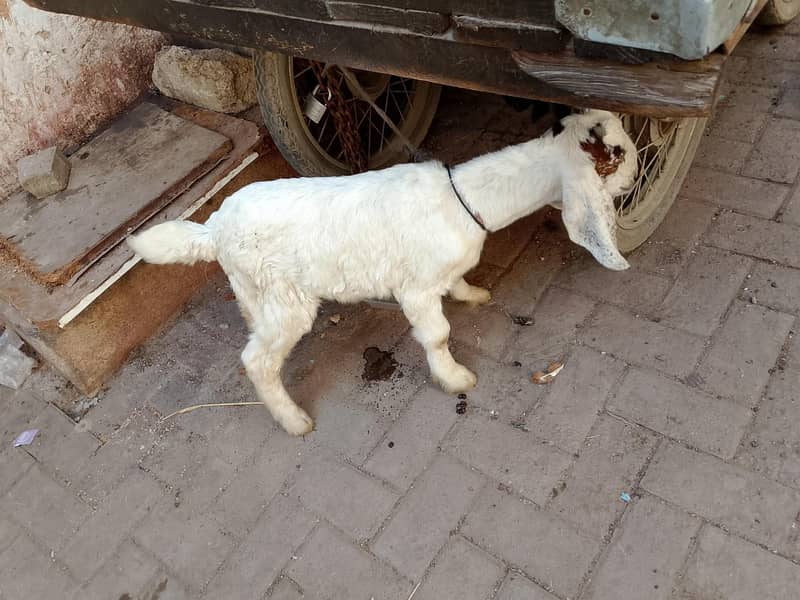 bakra bacha 1