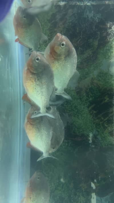 Red belly P. i. r. a. n. h. a