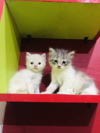 Persian kittens for sale