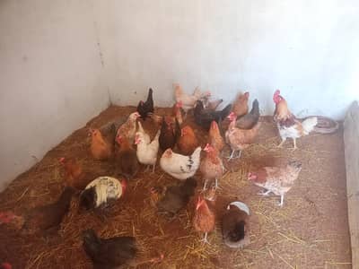 Golden Ando Wali Murghiyan