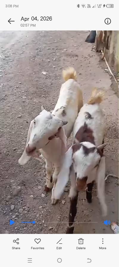 Home raised 3 months twin's available for sale