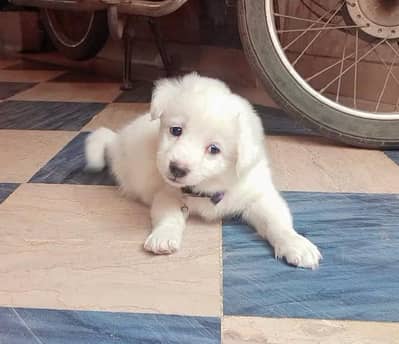 Russian heavy Bone structure puppy for sale