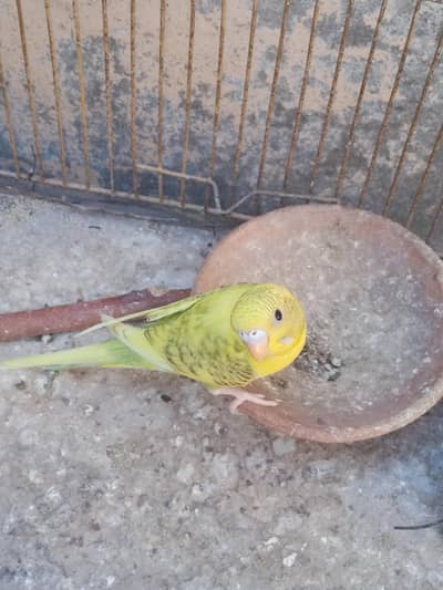 4 parrots for sale