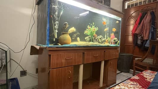 Fish aquarium