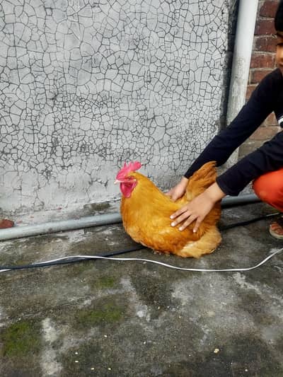 pure golden havey buff male