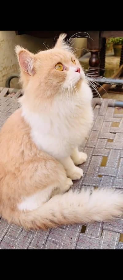 Persian cat