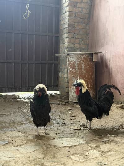 Polish pair for sale