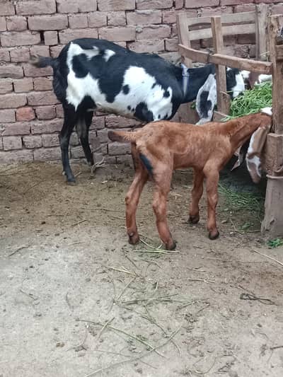 betal bakre with kid