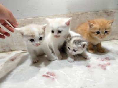 Persian cat with 4 baby's, price Kam ho jain ga
