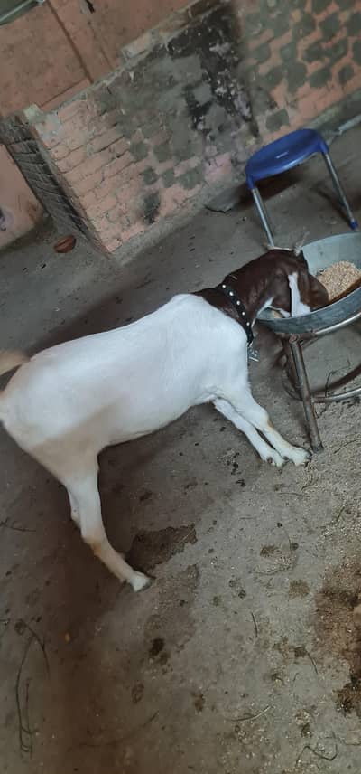 kamori female path and khasi bakra