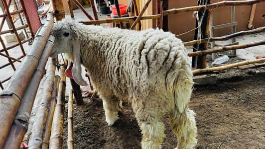 kajla Chatra quality best