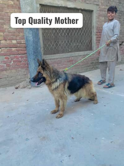 German shepherd puppies for sale / puppy / GSD pup / german shepherd