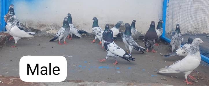 breeder Al setup for sale 3k pr piece pigeon kabutar