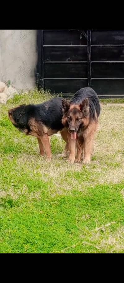 Germán shepherd female 1 month pregnant