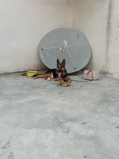 Germán shepherd female 1 month pregnant