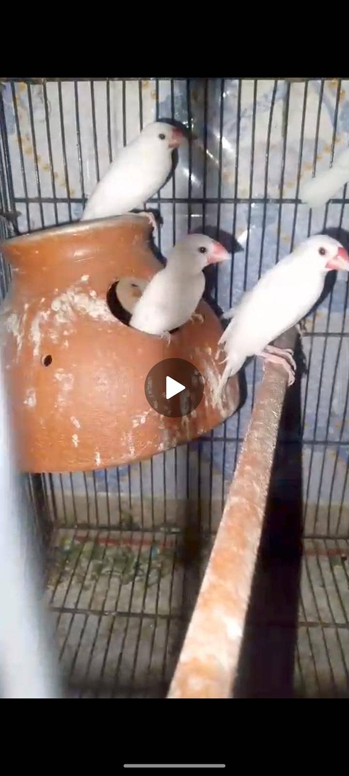 fawn java & love birds 2