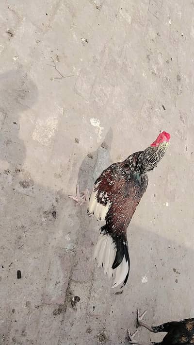 aseel murgal mian wali nasal sale