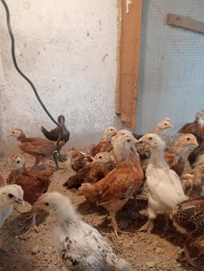 golden Misri chicks.   250gm