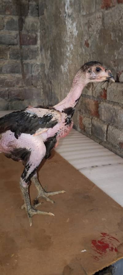 Thai pakoy chicks  for sale