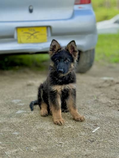 long coat tripple coat