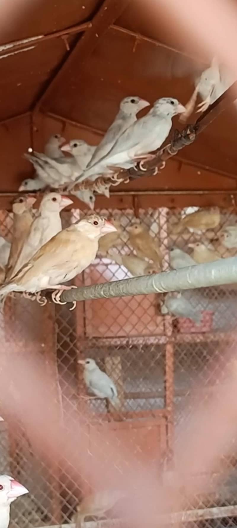 Java Finches 1