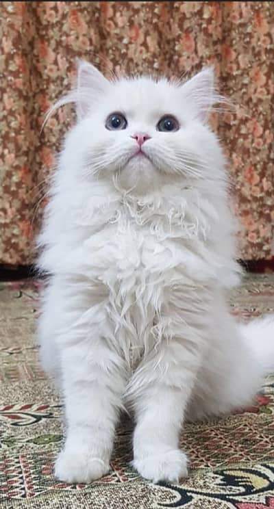 Persian white color cats