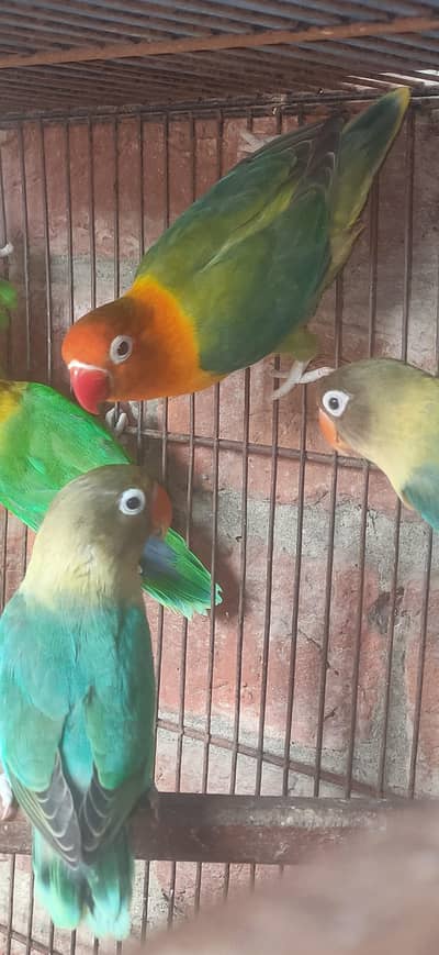 Exhibition Breeder Pairs