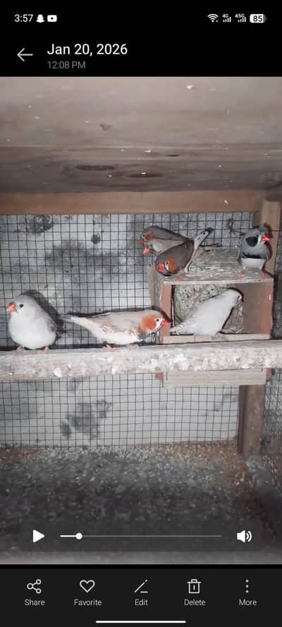 black breast zebra finch