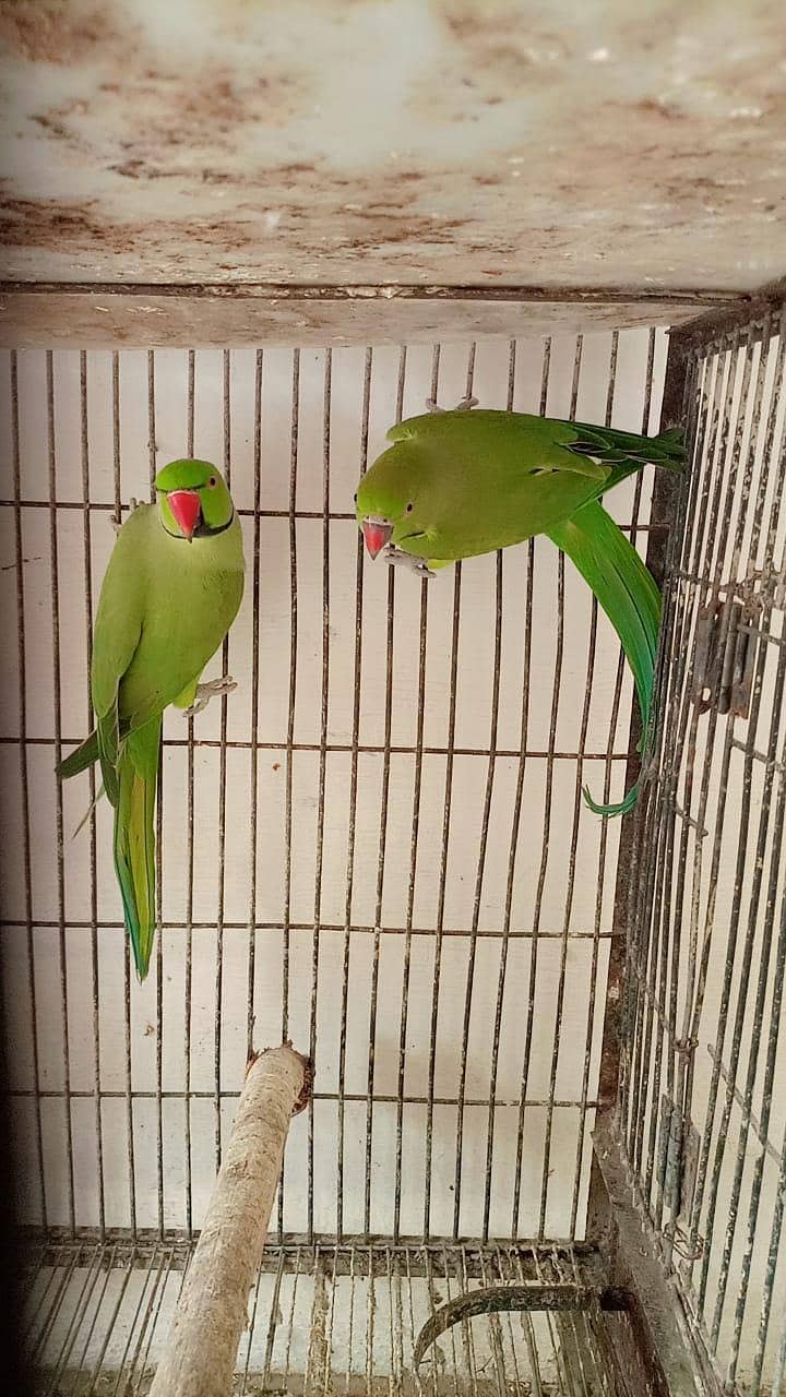 pair ringneck 0
