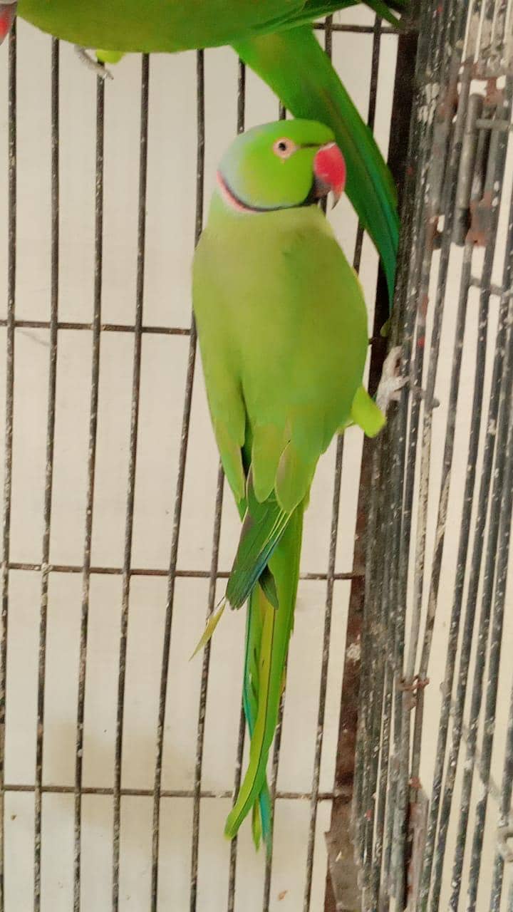 pair ringneck 2