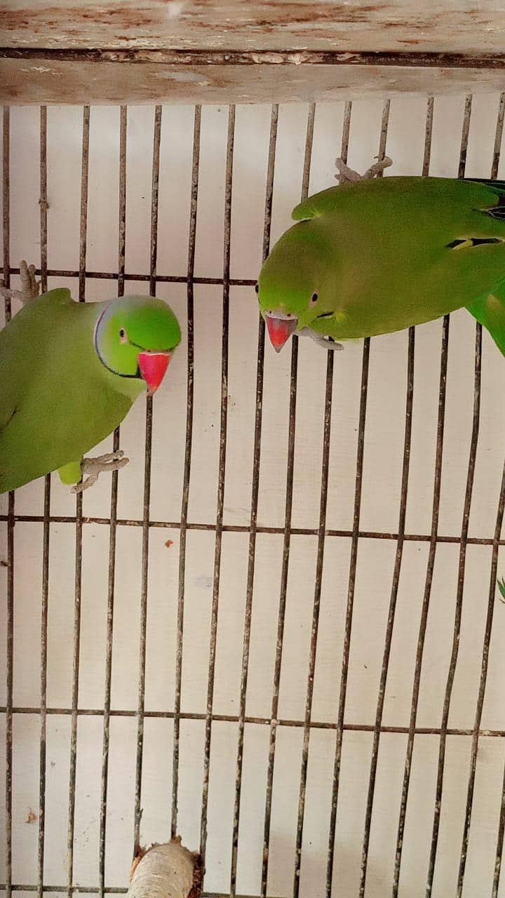 pair ringneck 3