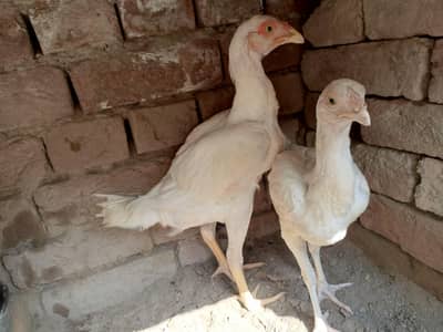 paper white heera Aseel pair