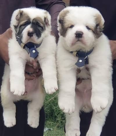 King Alabai pair pure breed security dog 2months for sale