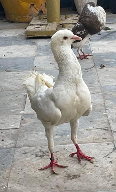 03004270465 Premium Fancy Pigeons | Show Quality Breeding Pairs & Cage