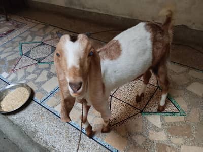 dasi goat gar ki Pali hai