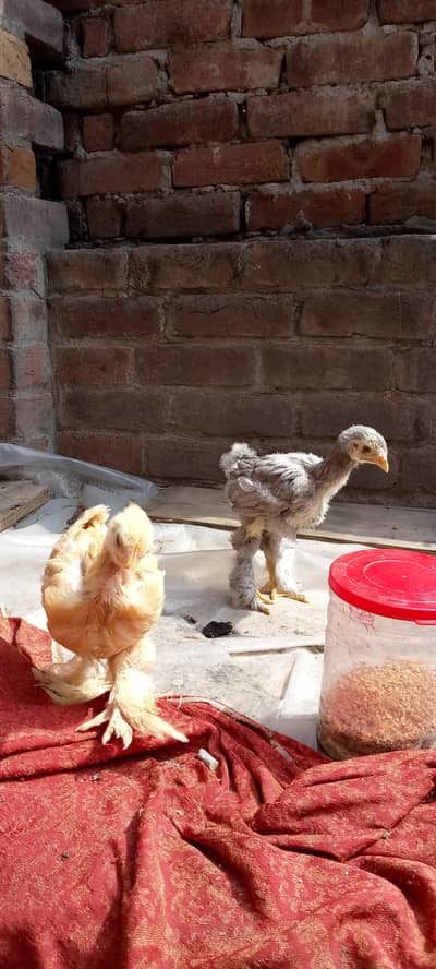 Barama & Aseel hens.