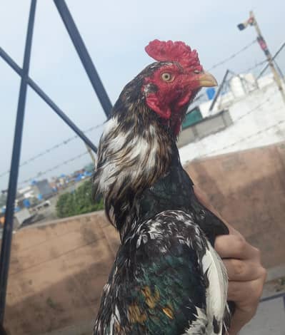 Aseel Murgha For Sale