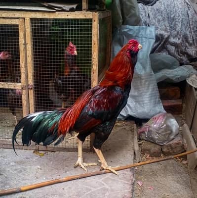 Pure Aseel Lakha Murgha - Aseel Murgha High Quality & Healthy