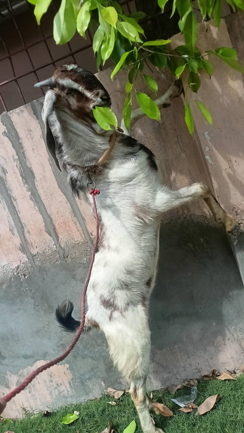 best for Bakra Eid 0