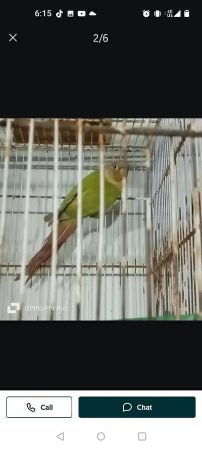 Budgies,Love Bird, pineapple conure,ring neck, cocktails,diamond doves