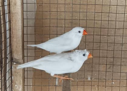 Snow White, Penguin ,Finches