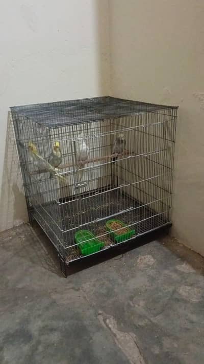 Cocktail For Sale with Cage