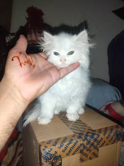 Persian Kitten | Persian Cat |  Kitten | Triple Coated Kitten For Sale