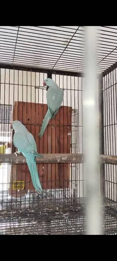 blue ringneck pair for sale
