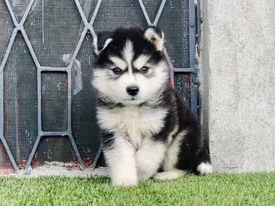 Top Quality Wooly Coat Siberian Husky Male Pup