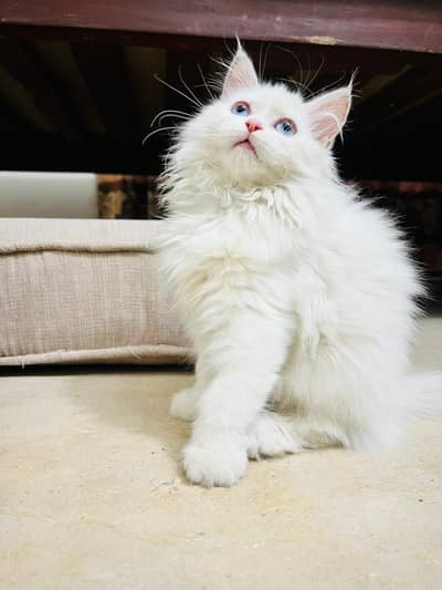 Persian Kittens – odd eyes | Triple Coat | punch Face| white cat