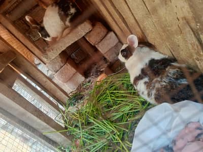 rabbit breeder pair with 5 babies for sale
