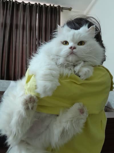Persian cat