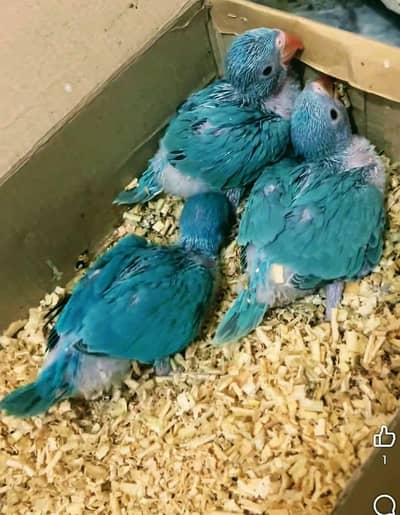 blue and yellow parrot chicks